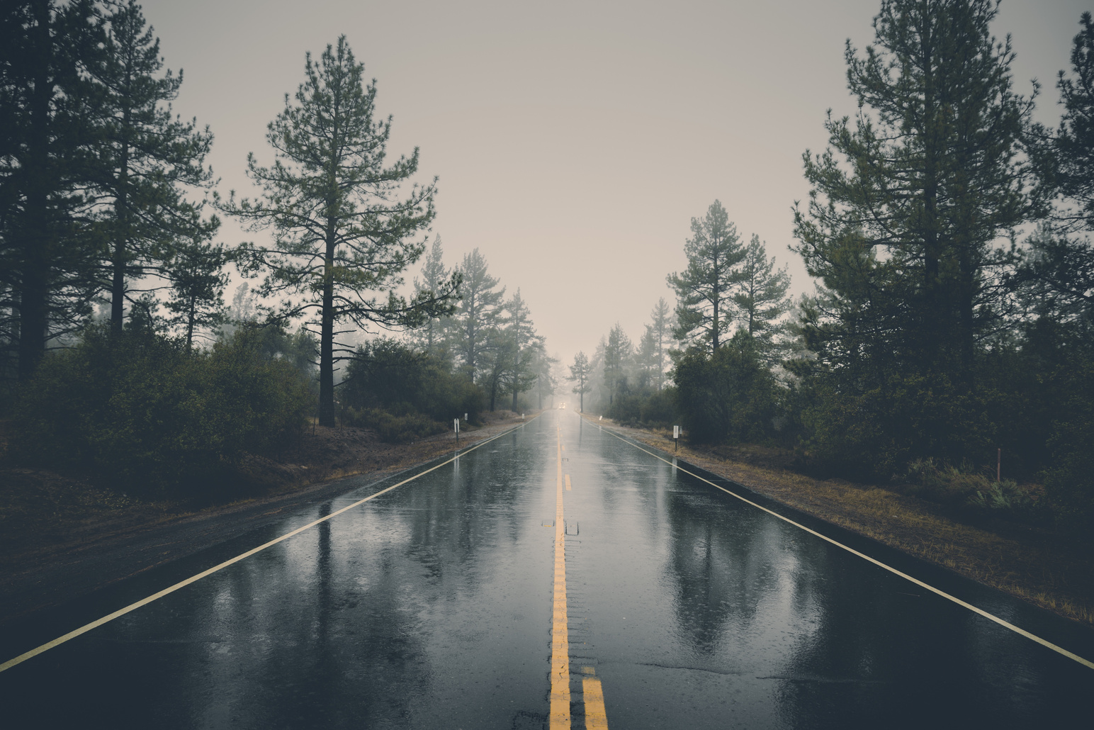 Empty Road in the Forest